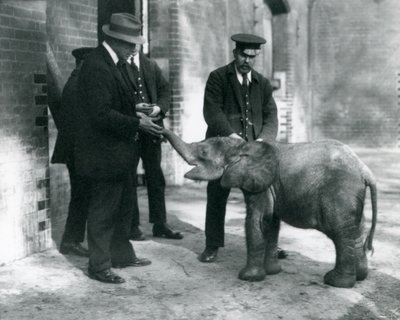 Recién llegada elefante pigmeo del bosque, Tiny, con sus cuidadores Robertson, Stimpson y Milbourn en el Zoológico de Londres, 1922 de Frederick William Bond